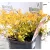 Japán gyöngyvessző törpe arany Spiraea Golden Princess P17