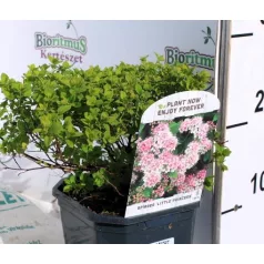   Japán gyöngyvessző rózsaszín Spiraea Little Princess P17