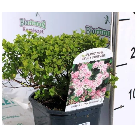 Japán gyöngyvessző rózsaszín Spiraea Little Princess P17
