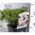 Japán gyöngyvessző rózsaszín Spiraea Little Princess P17