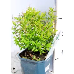 Japán gyöngyvessző Spiraea Albiflora P17