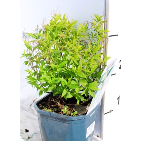 Japán gyöngyvessző Spiraea Albiflora P17