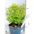 Japán gyöngyvessző Spiraea Albiflora P17