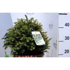 Gömb tiszafa Taxus Baccata ball - 30 cm