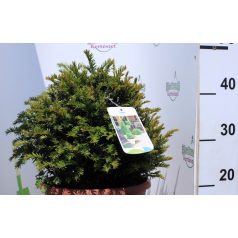 Gömb tiszafa Taxus Baccata ball - 30 cm