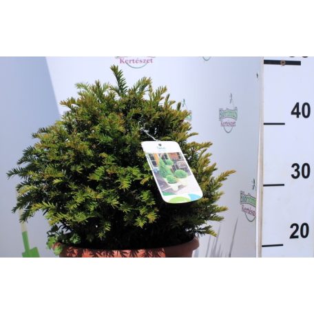 Gömb tiszafa Taxus Baccata ball - 30 cm