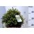 Gömb tiszafa Taxus Baccata ball - 30 cm