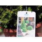 Gömb tiszafa Taxus Baccata ball - 30 cm
