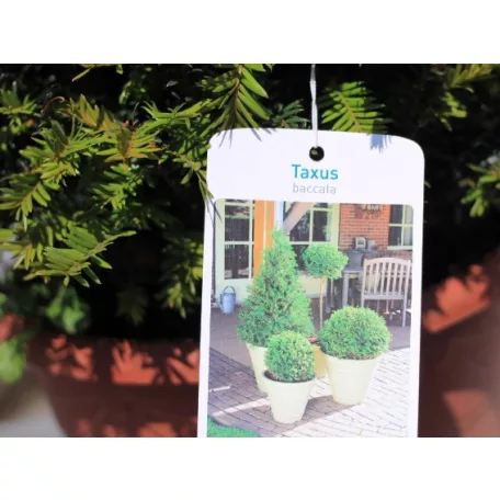 Gömb tiszafa Taxus Baccata ball - 30 cm