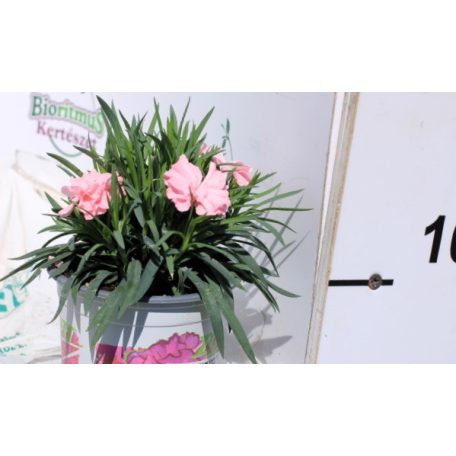 Kerti szegfű Dianthus I Love You