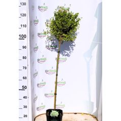   Fehértarka kúszó kecskerágó Euonymus Emerald Gaiety 4.5 lit 80cm Tm