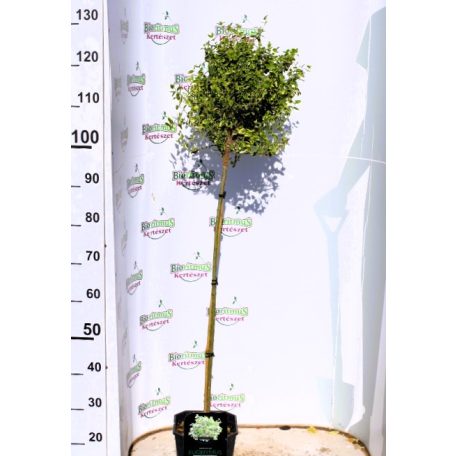 Fehértarka kúszó kecskerágó Euonymus Emerald Gaiety 4.5 lit 80cm Tm