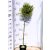 Fehértarka kúszó kecskerágó Euonymus Emerald Gaiety 4.5 lit 80cm Tm