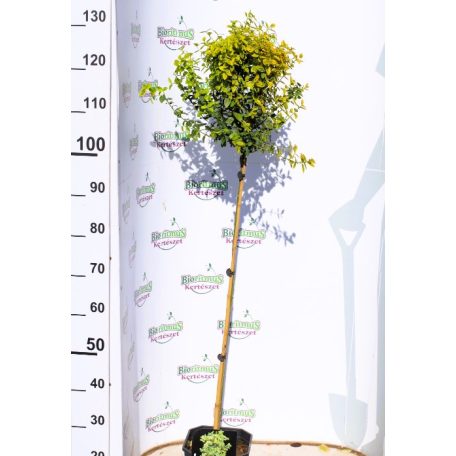 Arany kúszó kecskerágó törzses Euonymus Emerald'n Gold 4.5 lit. 80cm Tm
