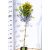 Arany kúszó kecskerágó törzses Euonymus Emerald'n Gold 4.5 lit. 80cm Tm