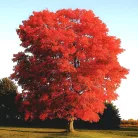 Vörös tölgy Quercus rubra