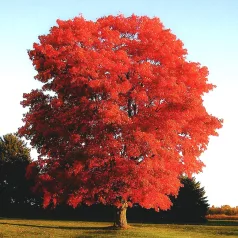 Vörös tölgy Quercus rubra