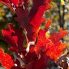 Vörös tölgy Quercus rubra