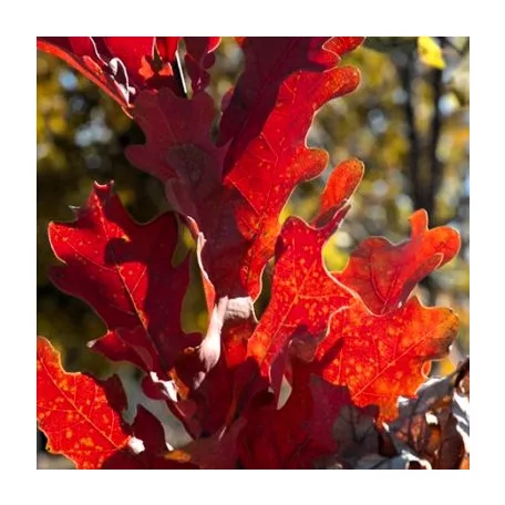 Vörös tölgy Quercus rubra