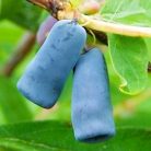 Kamcsatkai mézbogyó Lonicera caerulea Zojka C2