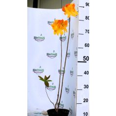 Rododendron (Havasszépe) Rhododendron Iya C2