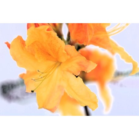 Rododendron (Havasszépe) Rhododendron Iya C2