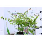 Hóbogyó Symphoricarpos door. Mother of Pearl C2