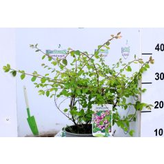 Hóbogyó Symphoricarpos door. Mother of Pearl C2