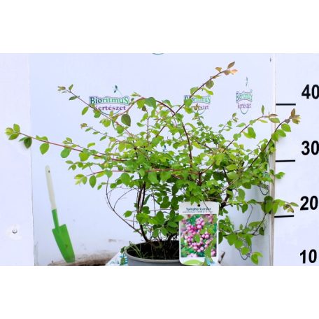 Hóbogyó Symphoricarpos door. Mother of Pearl C2