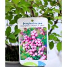 Hóbogyó Symphoricarpos door. Mother of Pearl C2