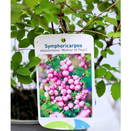 Hóbogyó Symphoricarpos door. Mother of Pearl C2