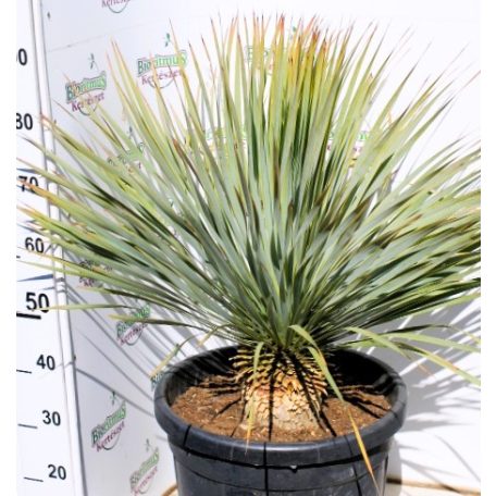 Csőrös pálmaliliom (Csőröstorkú pálmaliliom) Yucca rostrata 35 lit.