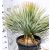 Csőrös pálmaliliom (Csőröstorkú pálmaliliom) Yucca rostrata 35 lit.