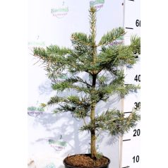 Kolorádói jegenyefenyő Abies concolor C2