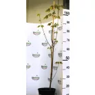 Vörös juhar Acer rubrum C4,5