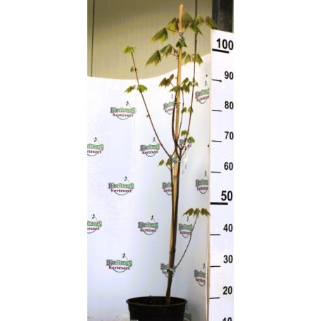 Vörös juhar Acer rubrum C4,5