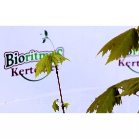 Vörös juhar Acer rubrum C4,5