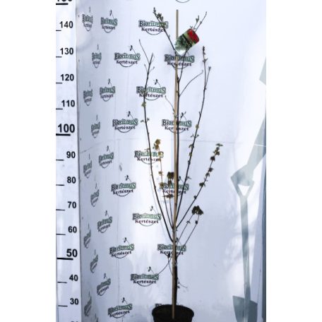 Vörös juhar Acer rubrum Brandywine C4,5
