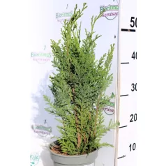 Oregoni hamisciprus Chamaecyparis lawsoniana White Spot C2