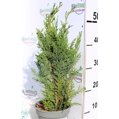 Oregoni hamisciprus Chamaecyparis lawsoniana White Spot C2