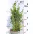 Oregoni hamisciprus Chamaecyparis lawsoniana White Spot C2