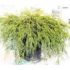 Törpe arany szavára hamisciprus Chamaecyparis pisifera 'Filifera Aurea Nana C2