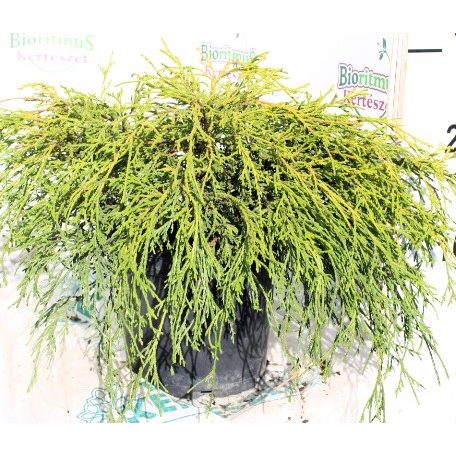 Törpe arany szavára hamisciprus Chamaecyparis pisifera 'Filifera Aurea Nana C2
