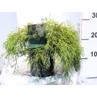 Törpe arany szavára hamisciprus Chamaecyparis pisifera 'Filifera Aurea Nana C2