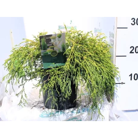 Törpe arany szavára hamisciprus Chamaecyparis pisifera 'Filifera Aurea Nana C2