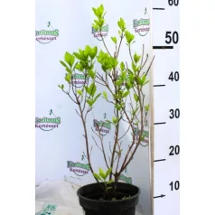 Fehér virágú borscserje Clethra alnifolia Hummingbird C2