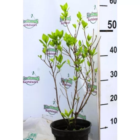 Fehér virágú borscserje Clethra alnifolia Hummingbird C2