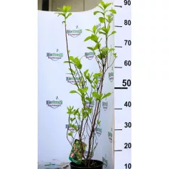   Rózsaszín virágú borscserje Clethra alnifolia Ruby Spice C2