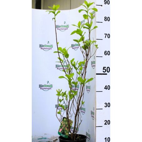 Rózsaszín virágú borscserje Clethra alnifolia Ruby Spice C2