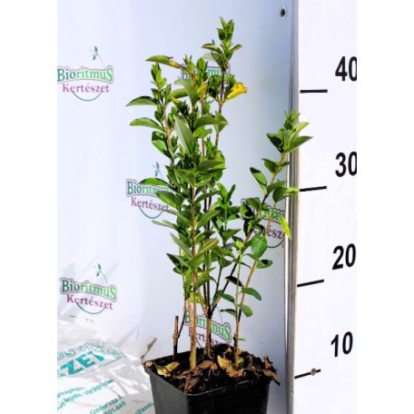 Szárnyas kecskerágó Euonymus alatus Chicago Fire C3
